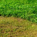 Boreal alopecurus taking over my lawn how to get rid