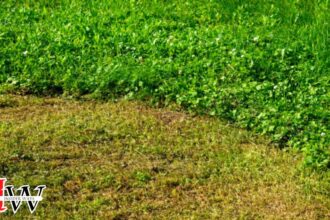 Boreal alopecurus taking over my lawn how to get rid