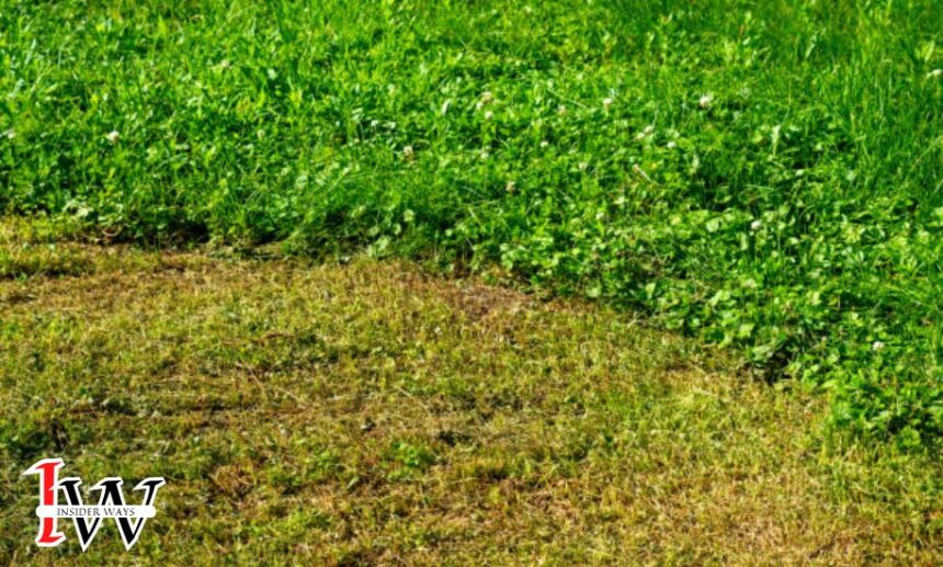 Boreal alopecurus taking over my lawn how to get rid