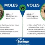 voles removal in Des Moines