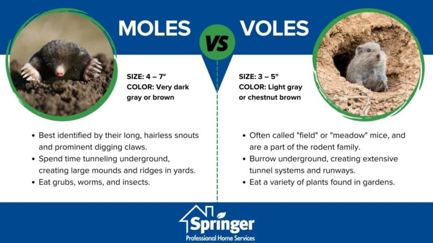 voles removal in Des Moines